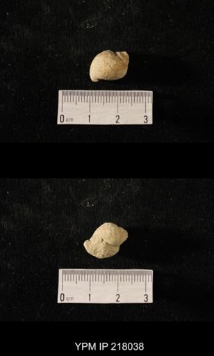 Sphaerodoma sp.