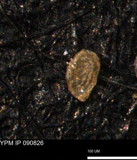 Spirolocammina planula