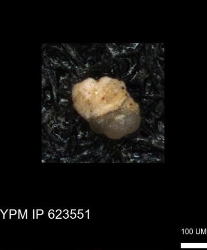 undet. Foraminiferida