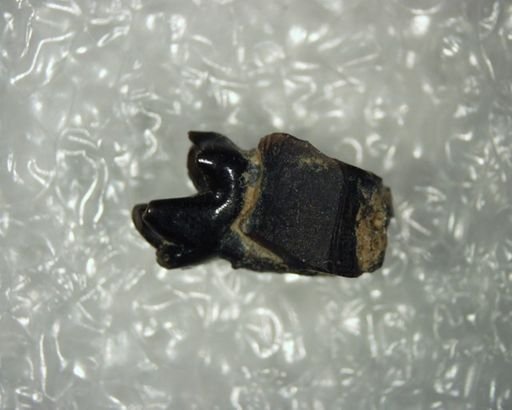 Paleotomus radagasti