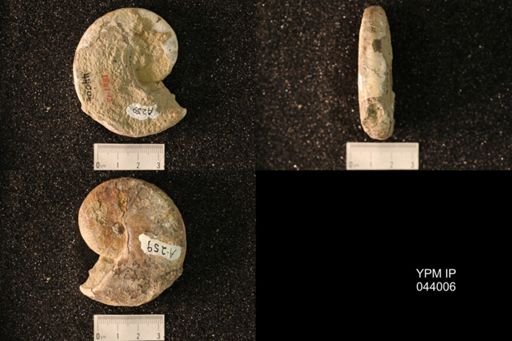 Hoploscaphites nicolletii