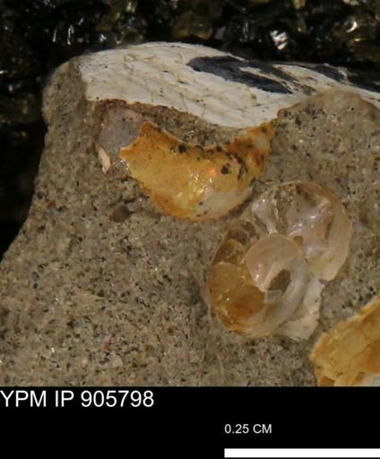 undet. Ammonoidea