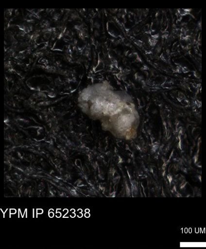 undet. Foraminiferida