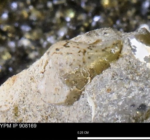 undet. Mollusca