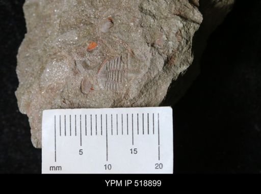 Ampyx sp.