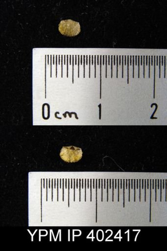 Archaeorthis?
