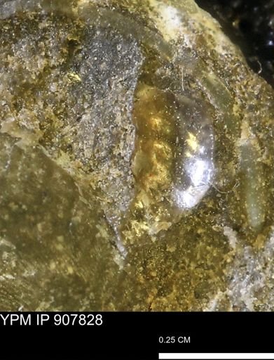 undet. Mollusca