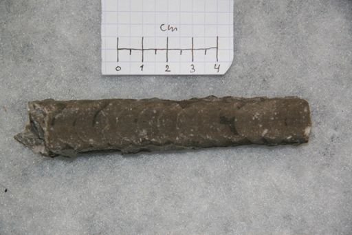 Vaginoceras piscator