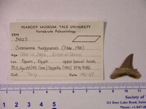 Cretolamna twiggsensis