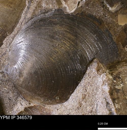 Limopsis striatopunctatus