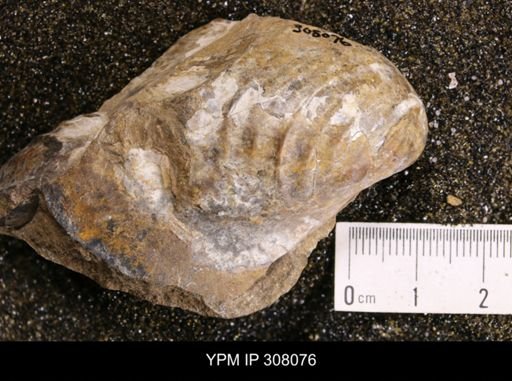 Inoceramus sp.