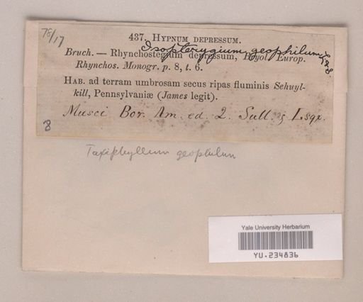 Taxiphyllum geophilum