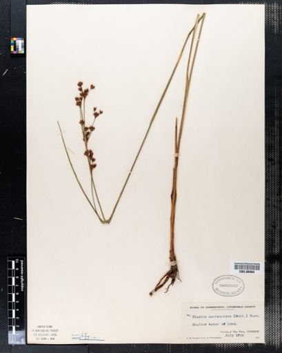 Cladium mariscoides