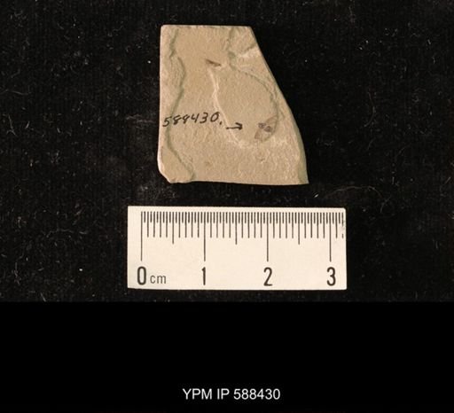 undet. Hemiptera