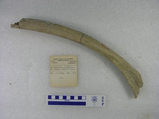Mammuthus columbi