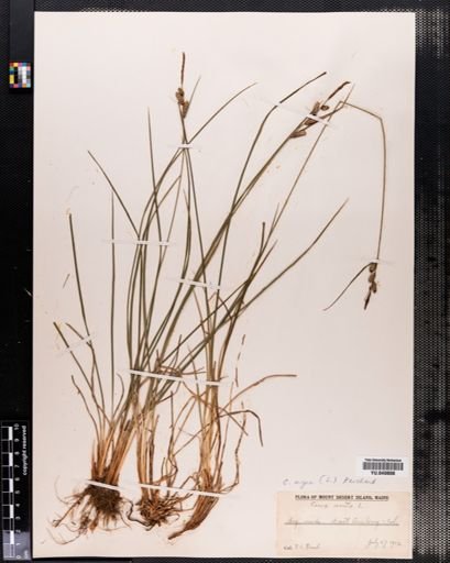 Carex nigra