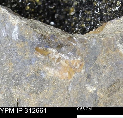 undet. Bivalvia