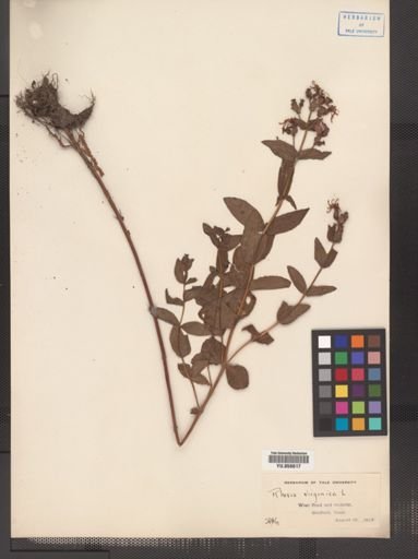 Rhexia virginica