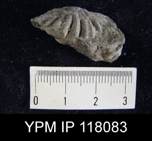Delthyris rugaecosta