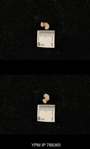 taxon undetermined