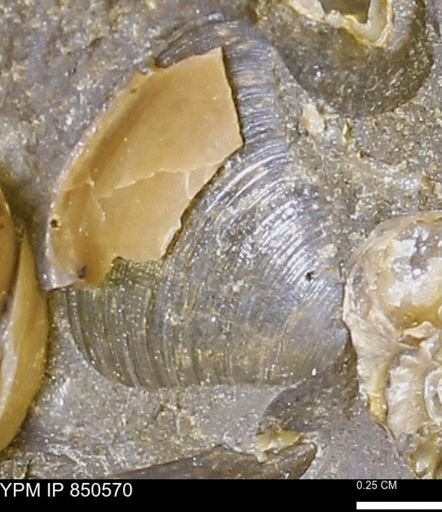 Limopsis striatopunctatus