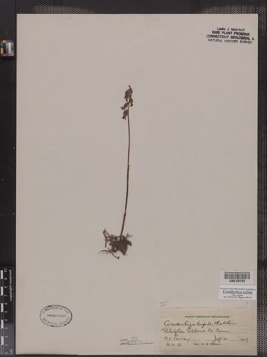 Corallorhiza trifida