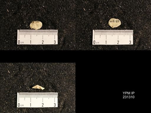 Streptorhynchus affine