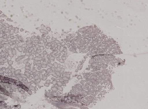 Crassostrea virginica