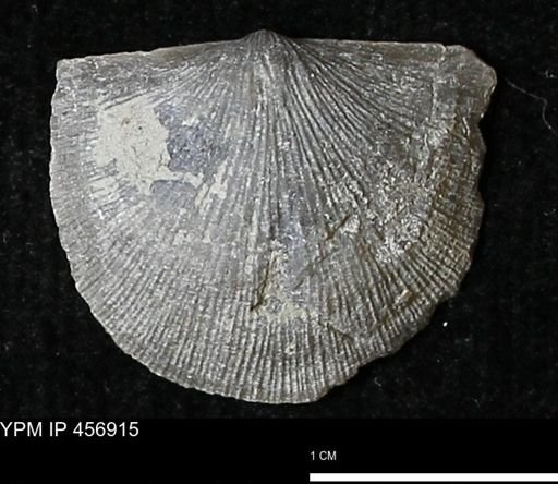 Stropheodonta sp.