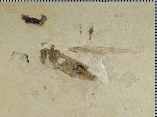 undet. Orthoptera