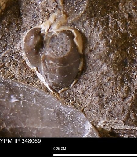 undet. Bivalvia