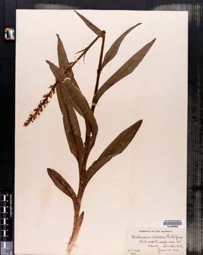 Habenaria