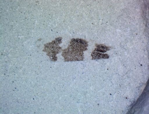 undet. Hemiptera
