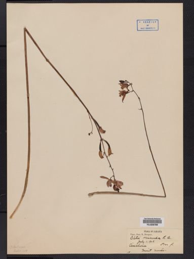Plantae