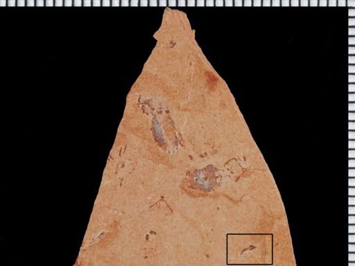 undet. Diptera