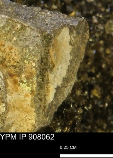 undet. Mollusca