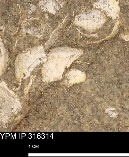 undet. Mollusca