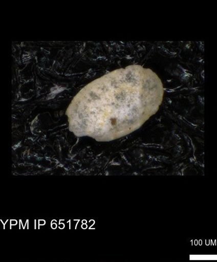 undet. Ostracoda