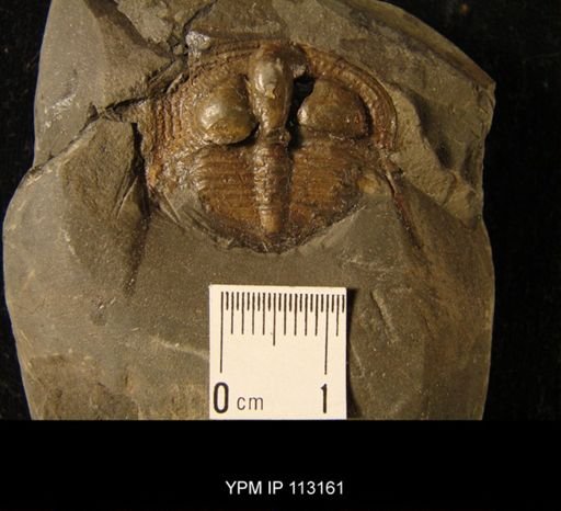 Trinucleus ornatus