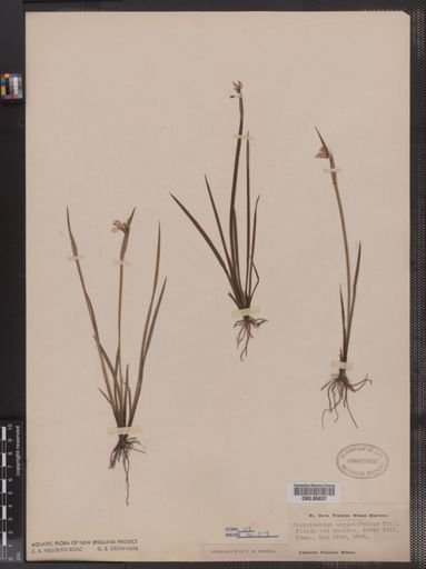 Sisyrinchium angustifolium