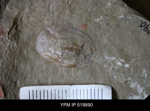 undet. Mollusca