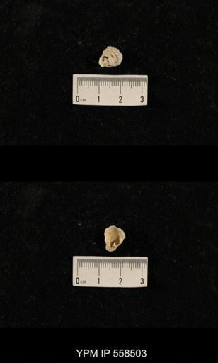 Derbyia sp.