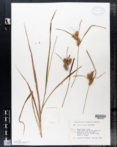 Carex lurida