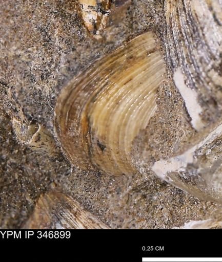 Limopsis striatopunctatus