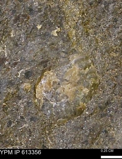 Scaphites sp.