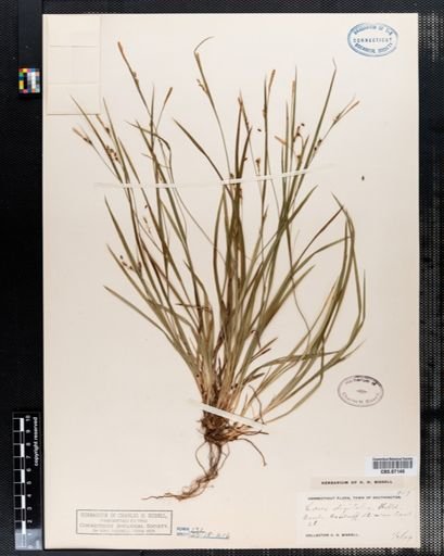 Carex digitalis