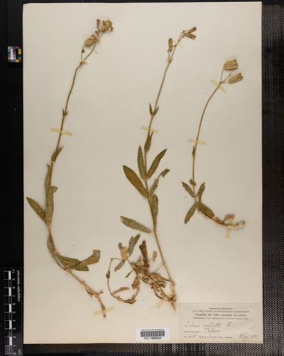 Plantae