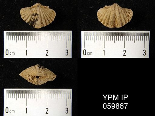 Spirifer tribulis