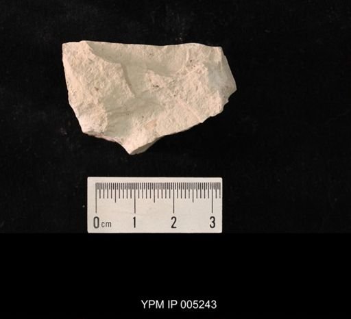 Lemmatophora minuta