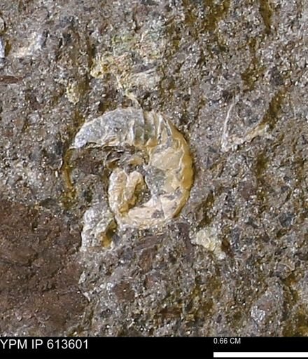 Scaphites sp.